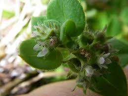 Image result for Oldenlandia goreensis