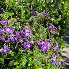 Image result for Duranta erecta