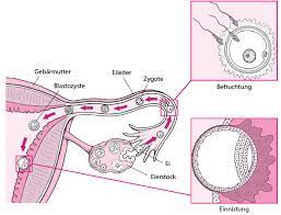 Eisprung und wann befruchtung habe mal ne frage bin jetzt 28+4ssw laut meinem eet ist der 4.4.2021 wann war der eisprung und wurde ich nach dem eisprung schwanger und am 7.8.2020 war ich in der 7 ssw und mein one night stand war vom 29.3 bis 3 juli bei mir passt er als vater oder eher nicht lg und am. Entwicklungsstadien Des Fotus Gesundheitsprobleme Von Frauen Msd Manual Ausgabe Fur Patienten