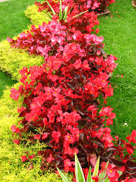 Start with just one easy plant, or select a few and get growing! File Begonia Semperflorens In A Border 01 Jpg Begonia Planting Flowers Plants