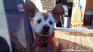 < you can't reverse ageing but can reward your senior dog with a special diet for older canines. When An Old Dog Dies What Should You Do With Their Stuff Caring For A Senior Dog