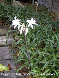 Image result for Crinum moorei
