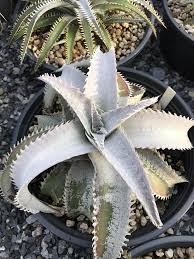 Image result for Xylopia lukei