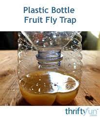 Plastic Bottle Fruit Fly Trap Fruit Flies Fruit Fly Trap Fruit Fly Trap Diy