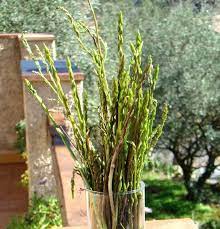 New Scarce And Available Wild Sicilian Asparagus Acutifolius Scarceseeds Wildfood Scarce Unusual Flowers Rare Seeds Rare Flowers