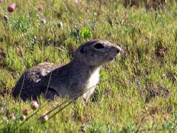 Maybe you would like to learn more about one of these? Los Roedores Enemigos O Aliados De Los Ecosistemas