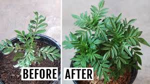 Librivox is a hope, an experiment, and a question: How Grow Marigold Plant African French With All Care Tips Youtube