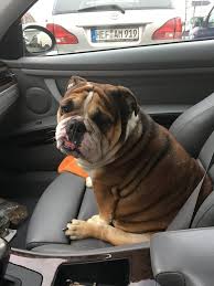 Choose the service that best fits the needs of your shipment. International Pet Travel Pet Travel Pet Transport Pets