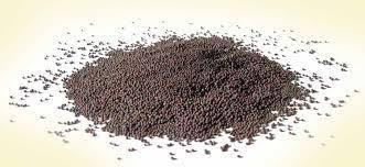 1 rai to hectare = 0.16 hectare Mustard Rai Sarason Mohari At Rs 100 Kilogram à¤¸à¤°à¤¸ à¤• à¤¬ à¤œ Laxmi Dry Fruits Spices Thane Id 19514963391