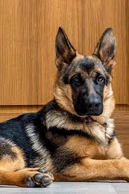 How To Crate Train A German Shepherd Puppy At Night Shepherd Puppies German Shepherd Puppies Dog Training Obedience