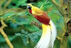 Gambar flora dan fauna negara myanmar hd. Daftar Lengkap Terbaru 2020 Jenis Burung Yang Dilindungi Di Indonesia Burung Gambar Hewan Burung Cantik