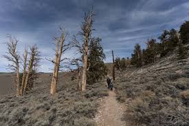 Hiking The Discovery Trail At The Ancient Bristlecone Pine Forest Bishop Ca Trail To Peak