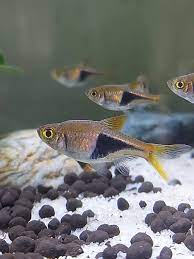 The harlequin rasbora (trigonostigma heteromorpha) is a small fish in the family cyprinidae. Harlequin Rasbora Wikipedia