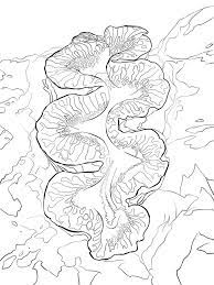 coloriages palourdes imprimable gratuit pour les enfants et adultes imprimables d&#x00027;un chat