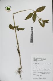 Image result for Leucas martinicensis