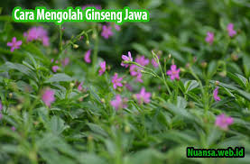 Ambil buah pinang yang sudah tua. Cara Mengolah Ginseng Jawa Manfaatnya