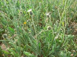 Image result for Micractis