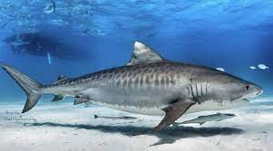Populations are found in many tropical and temperate waters, especially around central pacific islands. Tiger Shark Research