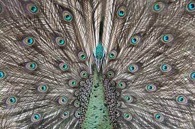 Berita, olahraga, hiburan, stasiun, jaringan, dan productions. File Burung Merak Peacock Bird Jpg Wikimedia Commons