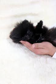 Cute Black Teacup Pomeranian Black Pomeranian Puppies Pomeranian Puppy Teacup Pomeranian Puppy
