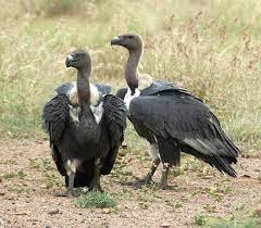It swooped down very quickly i guess thinking a white piece of trash it tried to pick up was a meal, but it just sat there on the grass looking like the size of a. White Rumped Vulture Birdforum Opus Birdforum