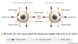 Extraocular Movement Chart Related Keywords Suggestions