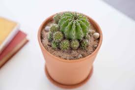 I mean the usability, and can people actually make a product from their aloe plants that are equal to. What S The Difference Between Cacti And Succulents