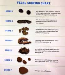 Chinchilla or shaded silver = black shaded or shell cameo = red shaded or shell tortoiseshell = tortoiseshell. Cat Poop Color