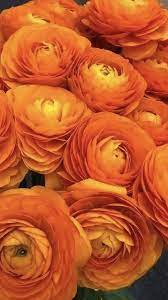 Orange Ranunculus Flower At Wholesale Price For Wedding Orange Ranunculus Flowers Ranunculus Flowers