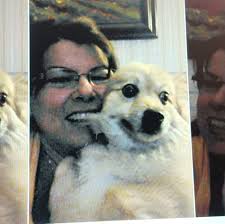 How to keep Bernedoodles exercised and contained?