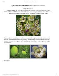 Image result for Xysmalobium