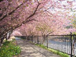 Maybe you would like to learn more about one of these? Tak Perlu Ke Jepang 5 Tempat Di Indonesia Ini Ada Bunga Sakura