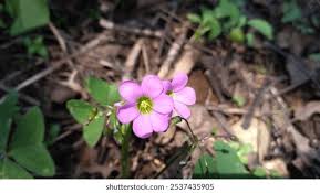 Image result for Oxalis anthelmintica