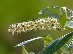 Image result for Terminalia sericea