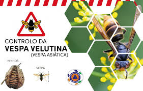 It is of concern as an invasive species in some other countries. Controlo Da Vespa Velutina Ou Vespa Asiatica Freguesia De Luz Lagos
