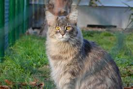 Please enter an address, city and/or zip code. Do You Have Room For A Maine Coon Natural Pet Food Pet Food Online Scrumbles