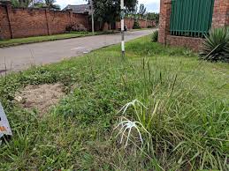 Image result for Ismene narcissiflora