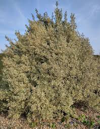 Image result for Rhamnus staddo