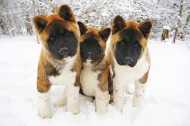 The akita is a large breed of dog originating from the mountainous regions of northern japan. American Akita Charakter Haltung Pflege Hund Rassebeschreibung
