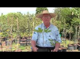 Check spelling or type a new query. How To Grow Fig Trees By Richard Skinner Hawkins Corner Nursery 1 813 752 4938 3802 Old Mulberry Road Pl Fruit Trees In Containers Fig Tree Citrus Trees