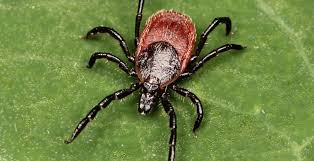 How can i get rid of ticks in my garden. How To Get Rid Of Ticks Home Garden And Homestead