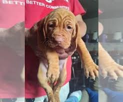 Check spelling or type a new query. Vizsla Puppies For Sale In Colorado Usa Page 1 10 Per Page Puppyfinder Com