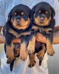 See puppy pictures, health information and reviews. Rottweiler Puppy Available Home Facebook