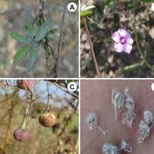 Image result for Ipomoea intrapilosa