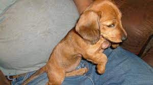Petco dog training in appleton, wi. Dachshund Puppies For Sale Wisconsin