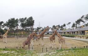 Daarnaast zijn safaripark & speelland beekse bergen, dierenrijk, zooparc overloon, aquazoo leeuwarden en luchtvaartmuseum aviodrome ook weer geopend. Beekse Bergen Met Kinderen Overnachten En Tickets Met Korting
