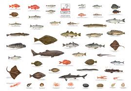 Different Kinds Of Fish In English A Selection Of Pins
