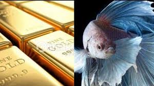 Habitat ikan cupang ialah berasal dari negara asia tenggara. Heboh Emas Batangan Ditukar Dengan Empat Ekor Ikan Cupang Indukan Jenis Super Gold Impor Thailand Warta Kota