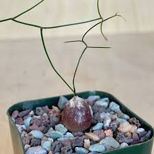 Image result for Schizobasis intricata