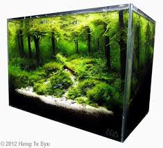 Aquariumdream Spring 36 X 22 X 26 Cm Tank Aquascape Fish Tank Plants Aquascape Aquarium